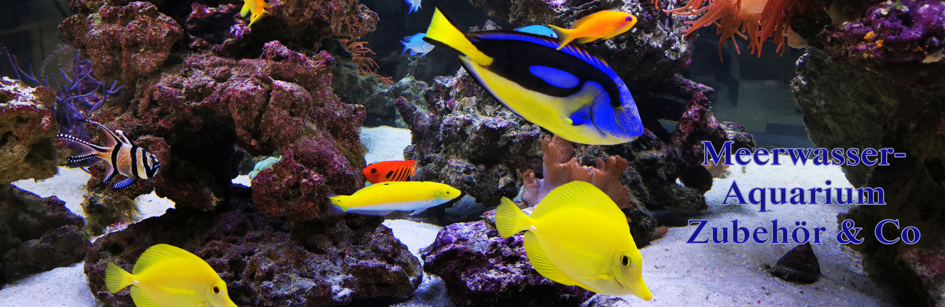 Aquarium