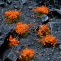 Preview: Flowers & Shrubs - Wild Flowers Set Garden Plants