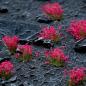 Preview: Flowers & Shrubs - Wild Flowers Set Garden Plants