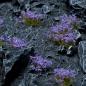 Preview: Flowers & Shrubs - Wild Flowers Set Garden Plants