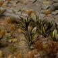 Preview: Laser Plants - Agave