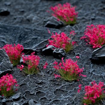 Flowers & Shrubs - Wild Flowers Set Garden Plants