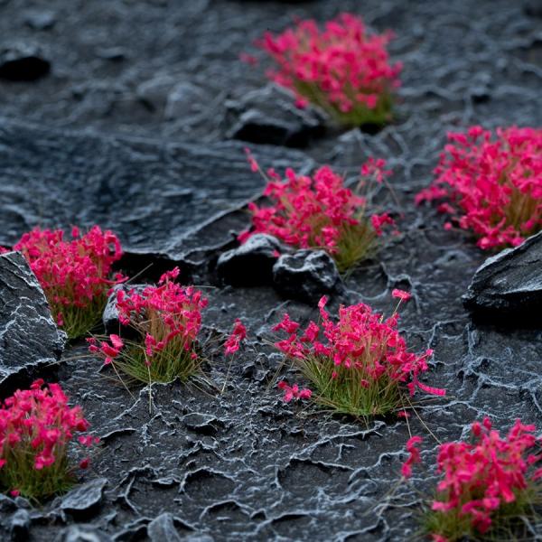 Flowers & Shrubs - Wild Flowers Set Garden Plants