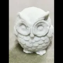 Little wise owl